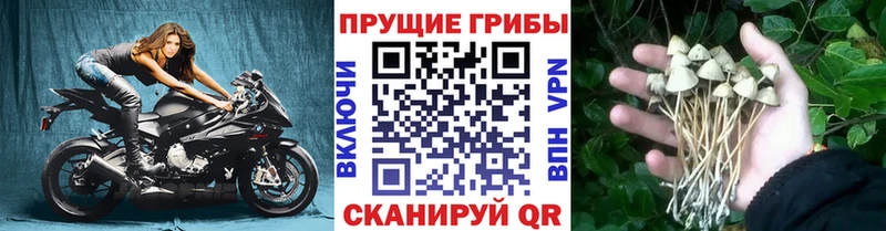 Галлюциногенные грибы Cubensis  Володарск 
